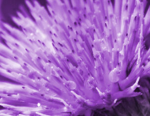 Gros plan sur une fleur violette avec des gouttes d&aposeau scintillantes sur ses petales.