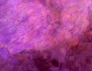 Abstract close-up of textured purple and pink hues, creating a rich, colorful background.