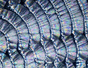 Kleurrijke close-up van schubben met iriserende effecten, abstract patroon in blauw en paars.