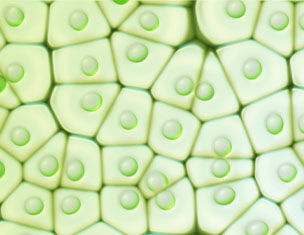 Close-up van plantencellen met hexagonale structuren en groene chloroplasten in een heldere, lichte achtergrond.