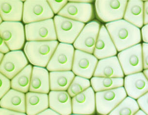 Close-up van plantencellen met hexagonale structuren en groene chloroplasten in een heldere, lichte achtergrond.