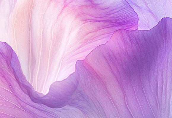 Petales delicats en degrade de violet et rose, creant une texture douce et fluide.