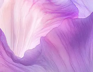 Petales delicats en degrade de violet et rose, creant une texture douce et fluide.
