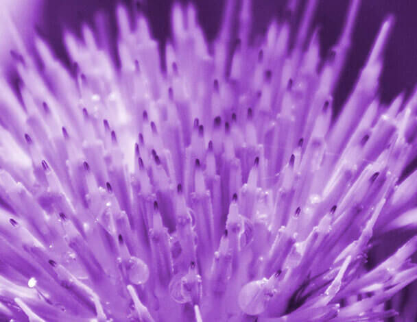 Close-up of a spiky purple flower center, featuring fine, needle-like structures with droplets of water.