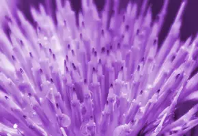 Close-up of a flower's stamen, featuring numerous delicate purple filaments with droplets of water.