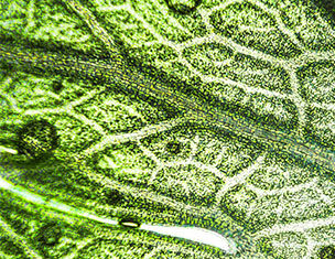 Close-up van een groene plantblad met heldere nerven en waterdruppels op het oppervlak.