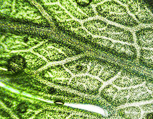 Close-up van een groene plantblad met heldere nerven en waterdruppels op het oppervlak.