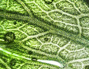 Close-up van een groene plantblad met heldere nerven en waterdruppels op het oppervlak.