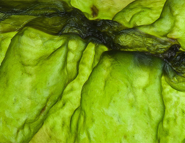 Nadere close-up van heldergroen zeewier met een glanzende textuur en variaties in tinten.
