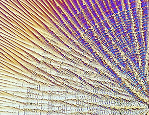 Texture coloree et abstraite, montrant des lignes radiales et des motifs sur une surface, evoquant un design naturel.