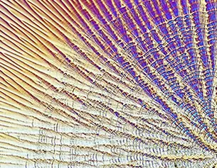 Texture coloree et abstraite, montrant des lignes radiales et des motifs sur une surface, evoquant un design naturel.