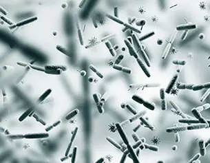 Microscopie d'une variete de bacteries et microorganismes en suspension dans un milieu aqueux, visible en detail.
