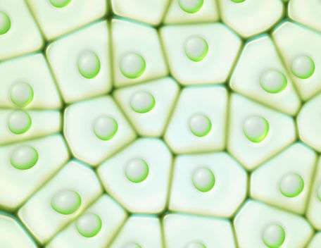 Paraben Free