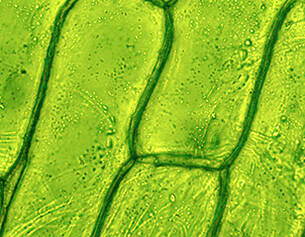 Close-up view of green plant cells under a microscope, showcasing their textured surfaces and structures.