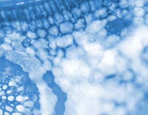 Vue microscopique d&aposune coupe de plante, mettant en evidence des cellules dans des nuances de bleu.