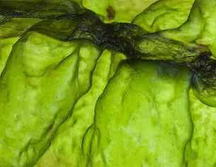 Texture vibrante d'algues vertes, montrant des ondulations et des details naturels, sur un fond aquatique.